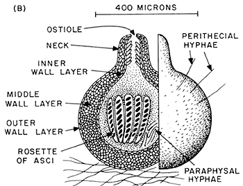 Chapter 12 Fungal Sex And Fungal Groups Inanimate Life