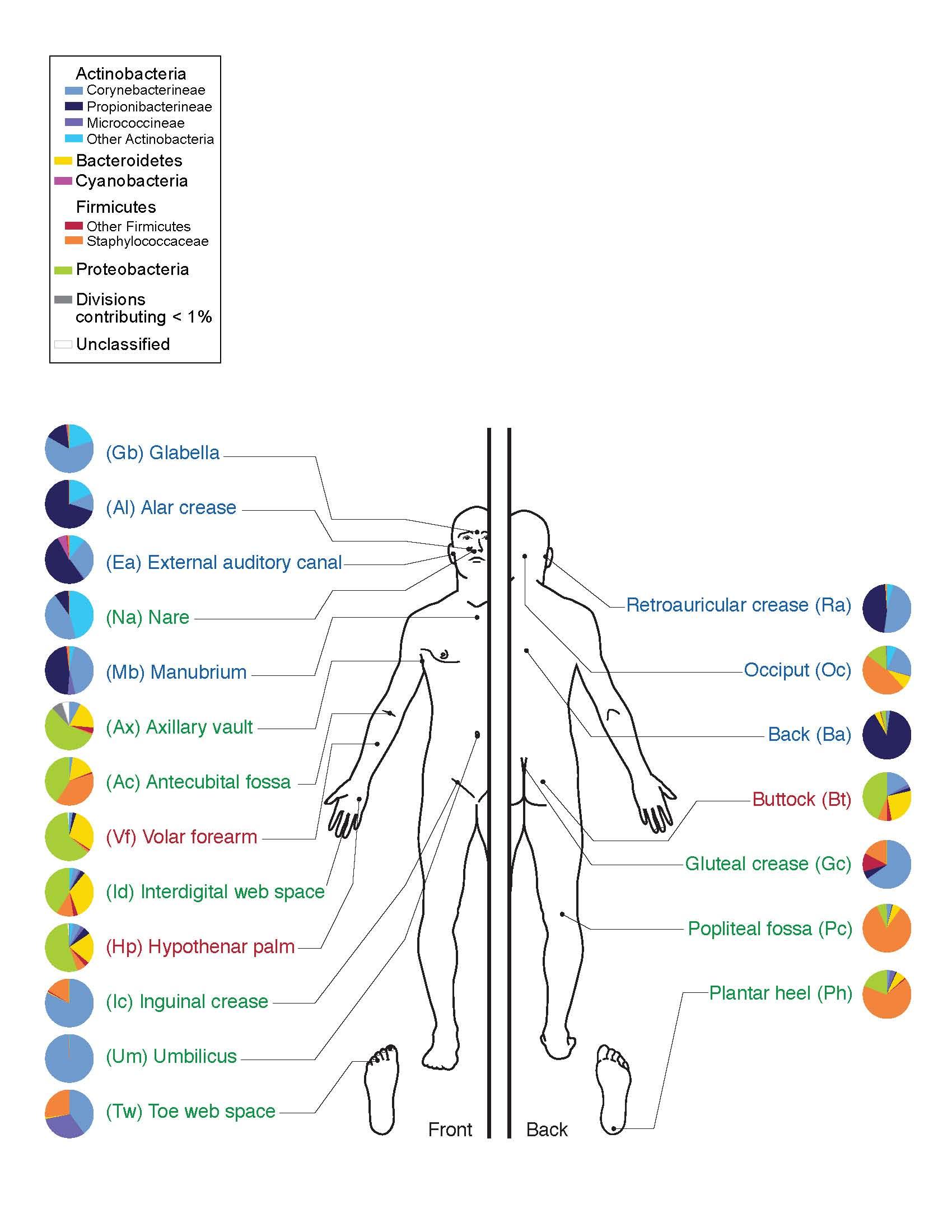 skin luminophor in humans