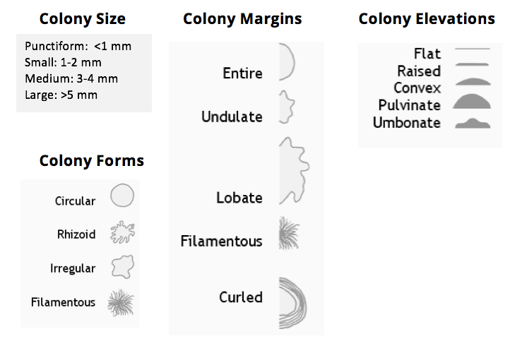 colony morphology of bacteria