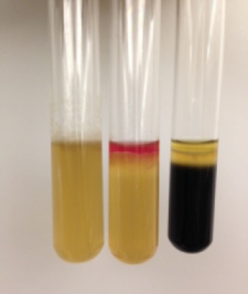 Metabolism, Physiology, and Growth Characteristics of Bacilli ...