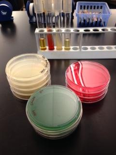 An Introduction to Culturing Bacteria