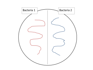 BACTERIAL CULTURE MEDIA