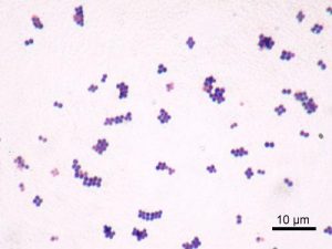 micrococcus luteus gram stain