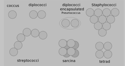 Tetrad Cocci