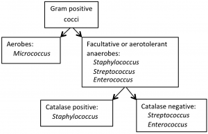 Metabolism, Physiology, and Growth Characteristics of Cocci ...