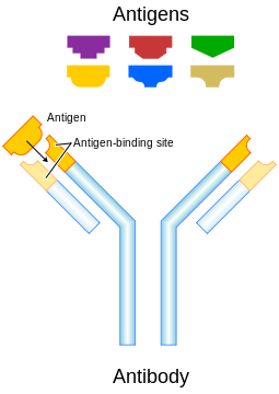 https://upload.wikimedia.org/wikipedia/commons/thumb/2/2d/Antibody.svg/255px-Antibody.svg.png