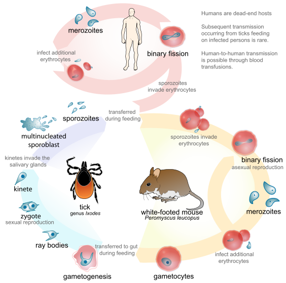 File:Babesia life cycle human en.svg