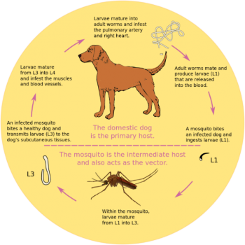 Blood: The Good, the Bad, and the Ugly – Microbiology: A Laboratory ...