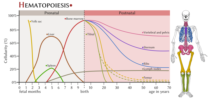 http://upload.wikimedia.org/wikipedia/commons/thumb/6/63/Hematopoesis_EN.svg/798px-Hematopoesis_EN.svg.png