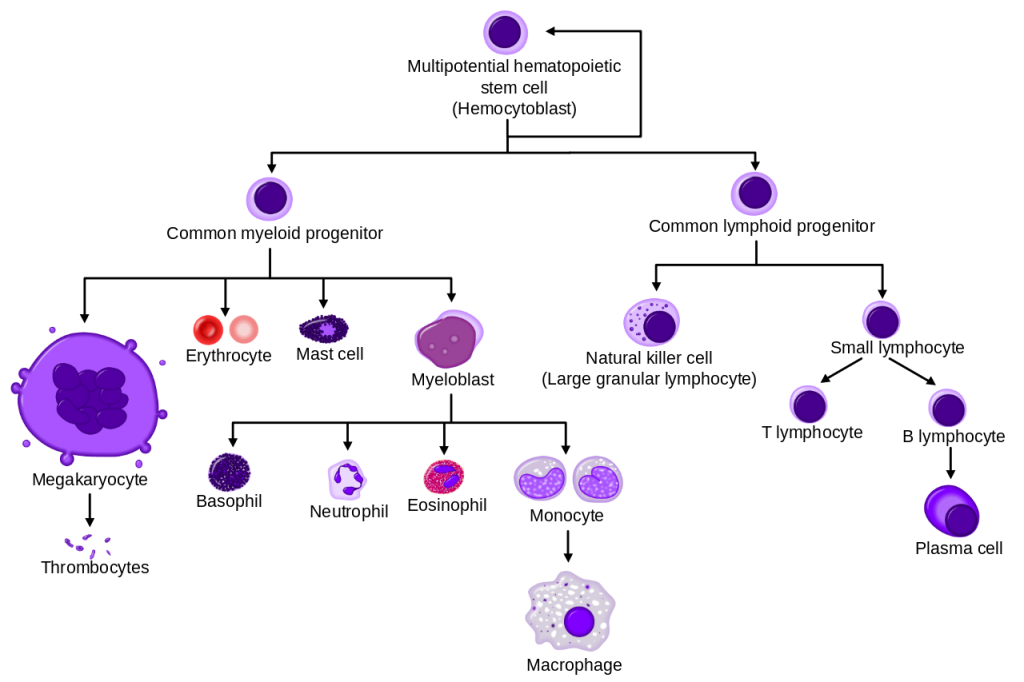 Blood: The Good, the Bad, and the Ugly – Microbiology: A Laboratory ...