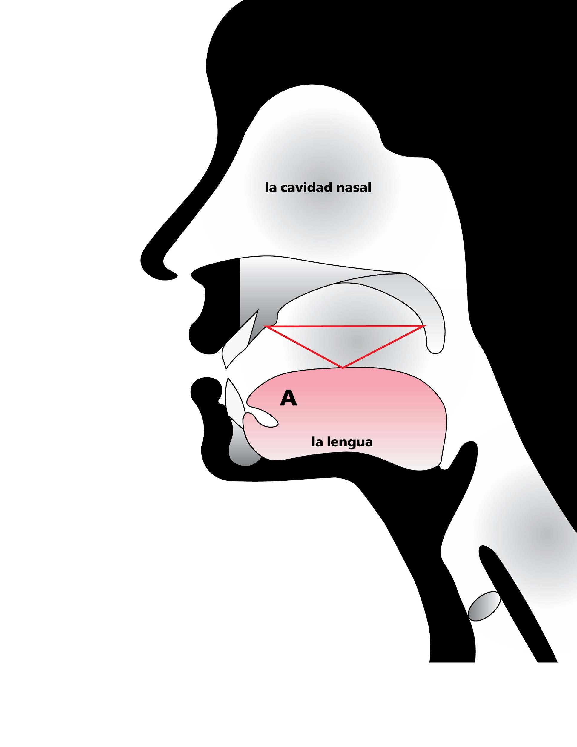 Anatomical sketch of nasal cavity emphasizing space in roof of mouth, in Spanish