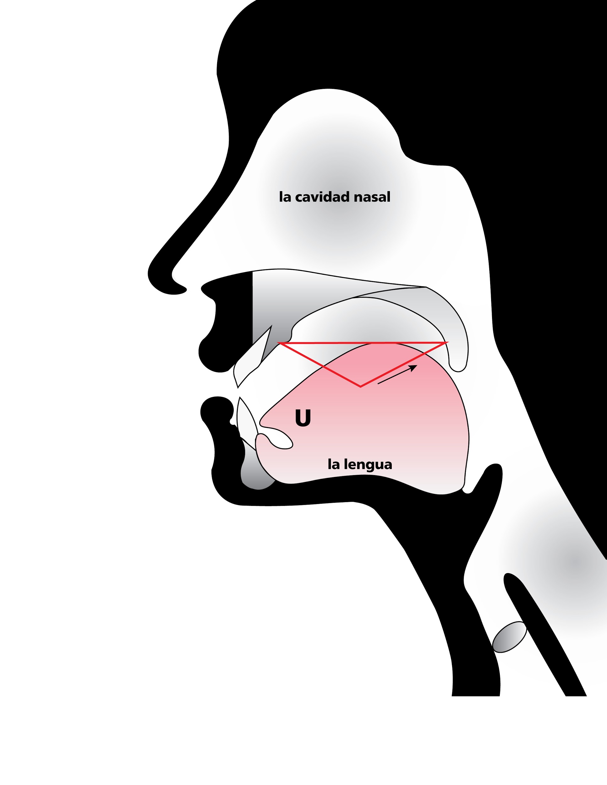 Anatomical sketch of head while speaking, emphasizing space of roof of mouth when tongue pulled back in mouth, in Spanish