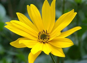 a yellow flower with many petals