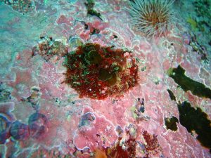 a grouping of corals with one large red coral at the center