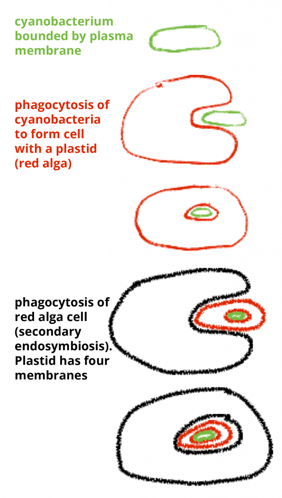 what are the different shapes of chloroplast in deifferent algal groups 