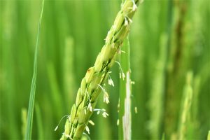 a rice reed with small yellow-white flowers