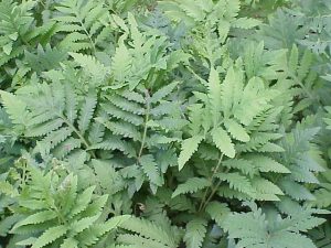 A group of sterile sensitive ferns with bright green narrow leaves which are deeply pinnatifid