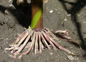 multiple tuber roots support a large stem