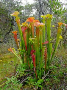 a group of pitcher-like plants in a forest
