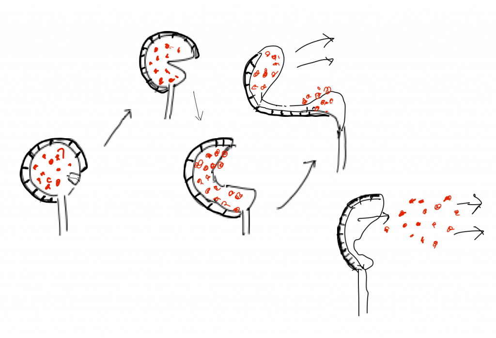 Diagram of spores emerging from fiddlehead