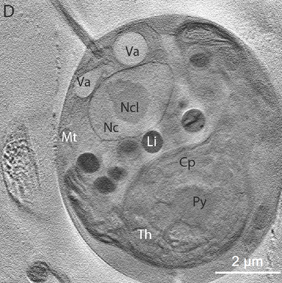 unicellular green algae diagram