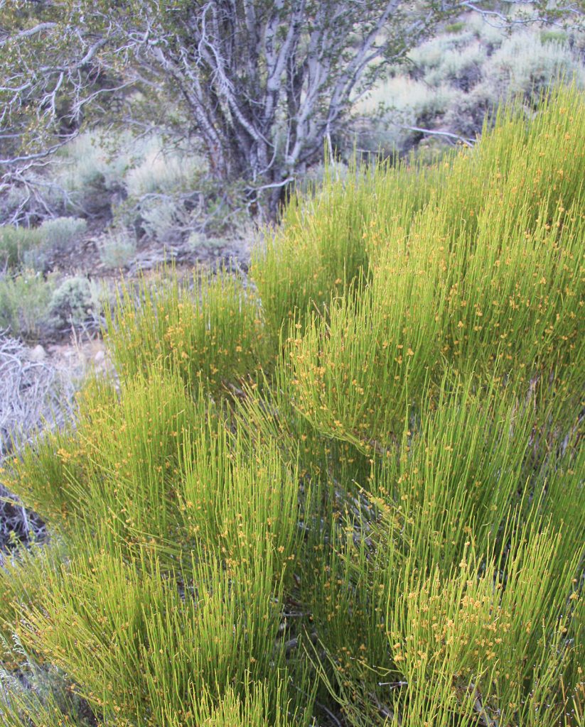 Green ephedra (Ephedra viridis) bush — showing broom-like clusters of bare yellowish-green stems.