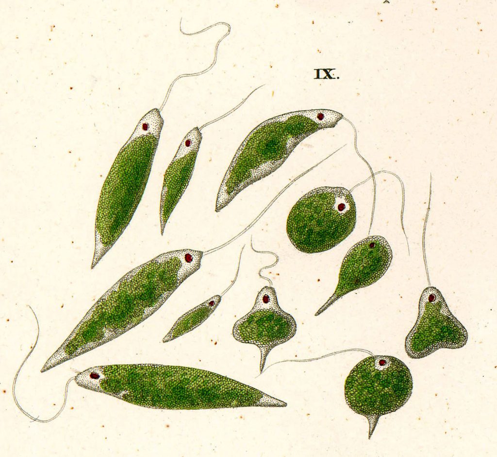 unicellular green algae diagram