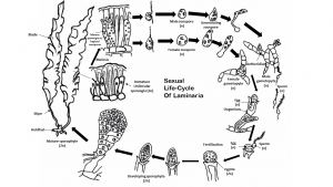 Kelp: Laminaria, a brown algae – Inanimate Life