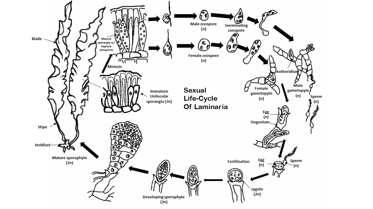 a drawn diagram of the sexual life-cycle of laminaria: Immature unilocular sporangia (2n), Meiosis, mature sporangia with haploid zoospores, male & female zoospores (n), germinating zoospore, antheridium, male and female gametopytes (n), sperm and egg and oogonium, sperm and egg meeting, fertilization, zygote (2n), developing sporophyte (2n), mature sporophyte (2n), and the mature plant: holdfast, stipe, and blade.