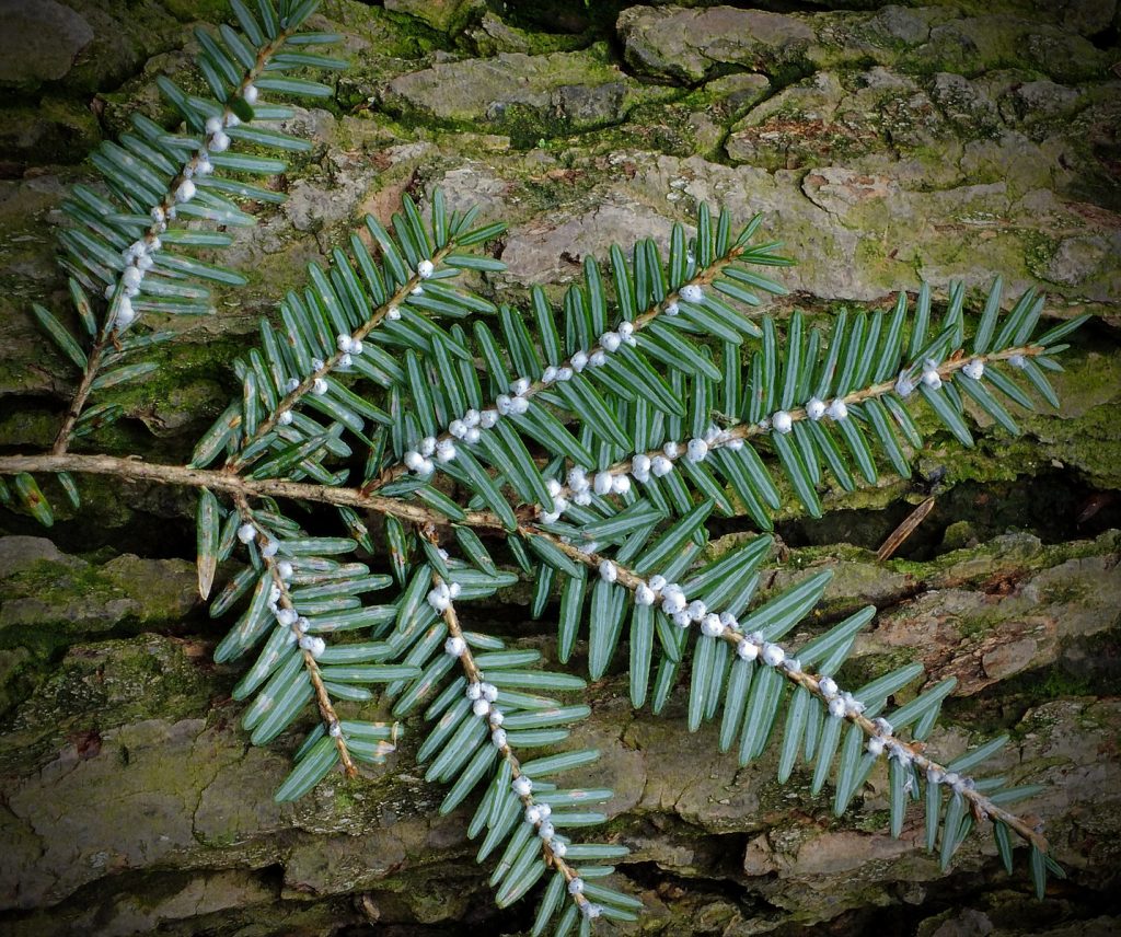 Hemlock woolly adelgid (Adelges tsugae)