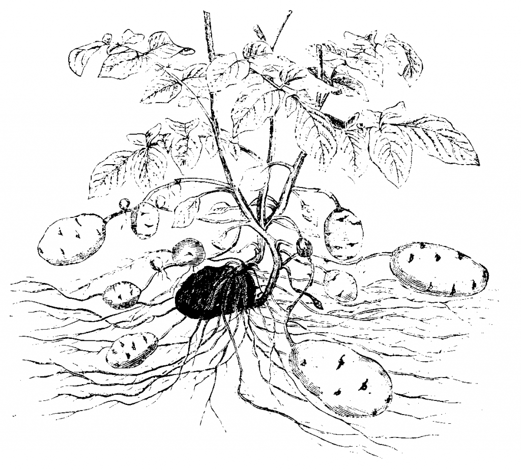 drawing of a potato plant showing the leaves, roots, mother tuber, and potatoes in various stages of growth