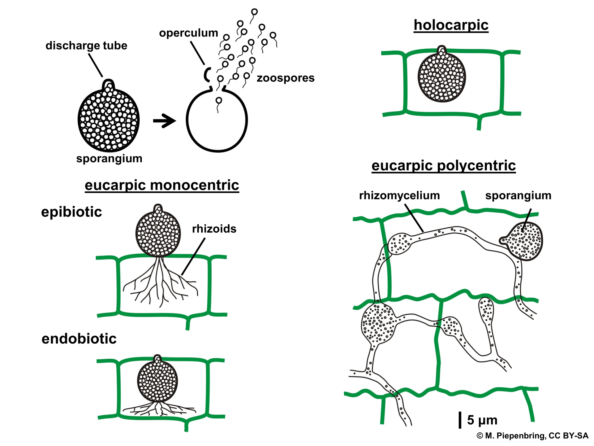 Examples of chytrid cell formations: holocarpic, epibiotic, endobiotic, and eucarpic polycentric.
