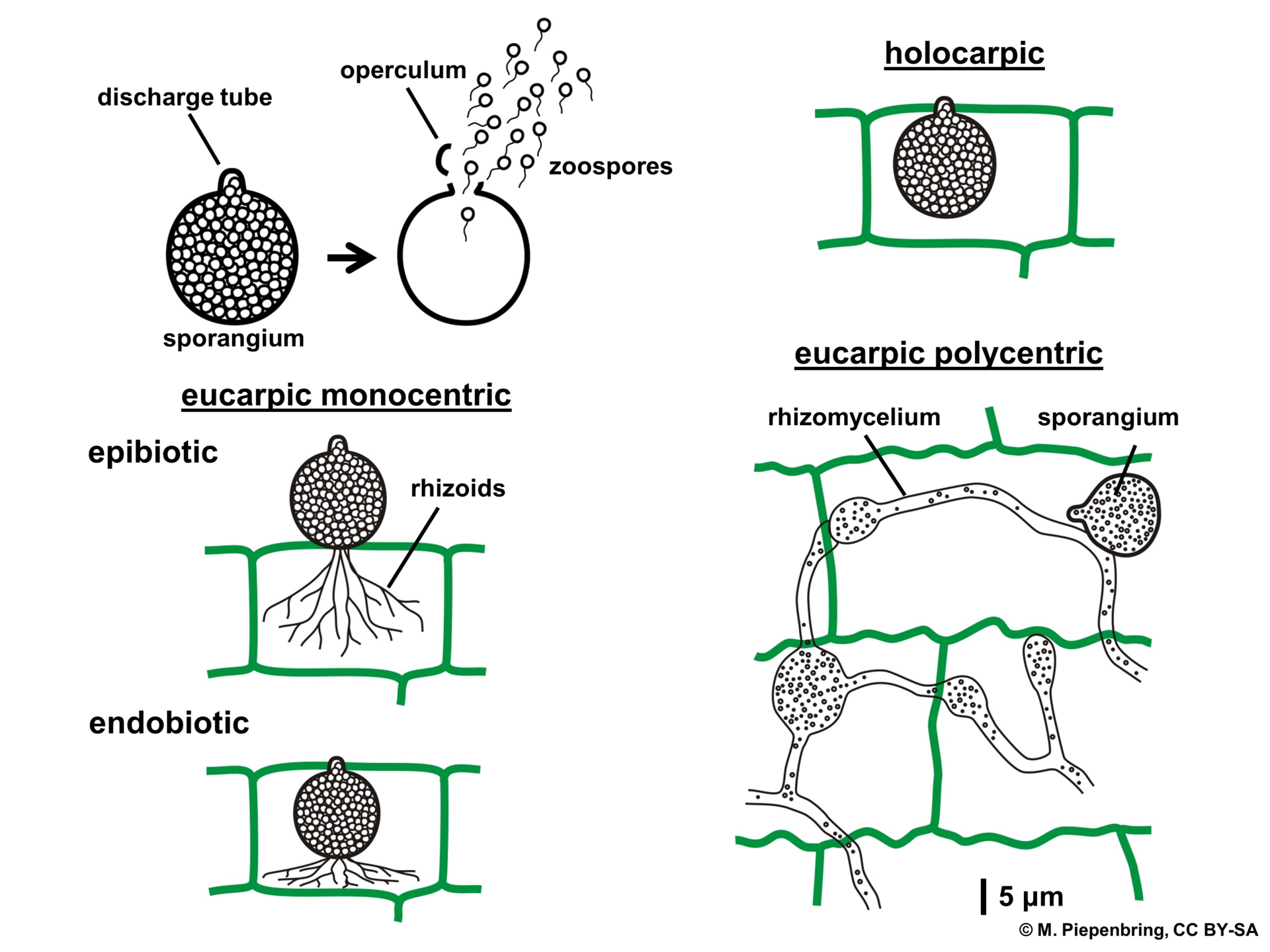 sporangia fungi