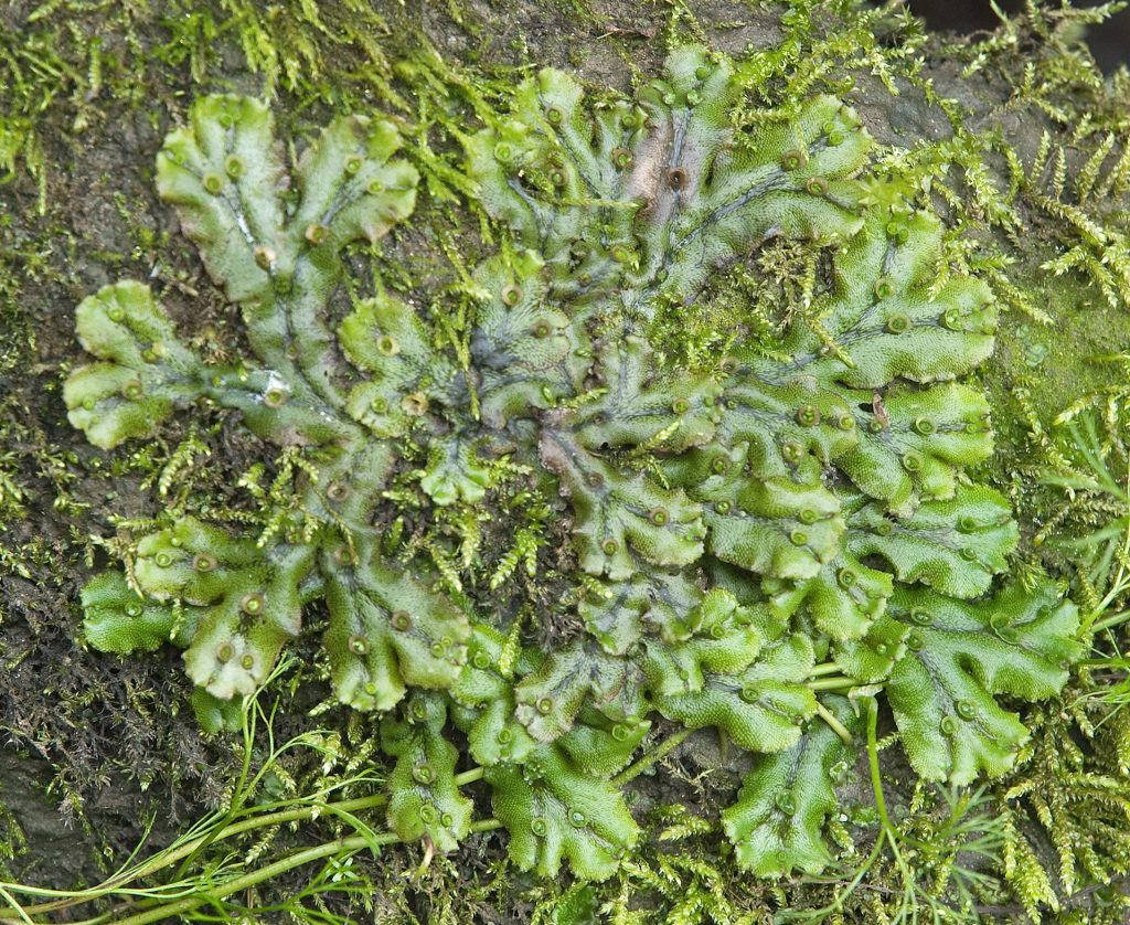 Marchantia on the ground; flat leaves branching outward.