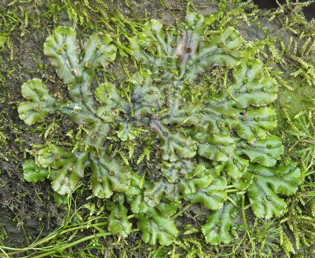 marchantia sporofiti