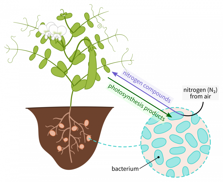 nitrogen-fixation-definition-process-example-equation