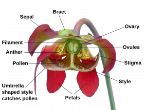 a diagram that labels different sections of the Sarracenia flower, including the sepal, bract, ovary, ovules, stigma, style (which has an umbrella shape to catch pollen), petals, pollen, anther, and filament