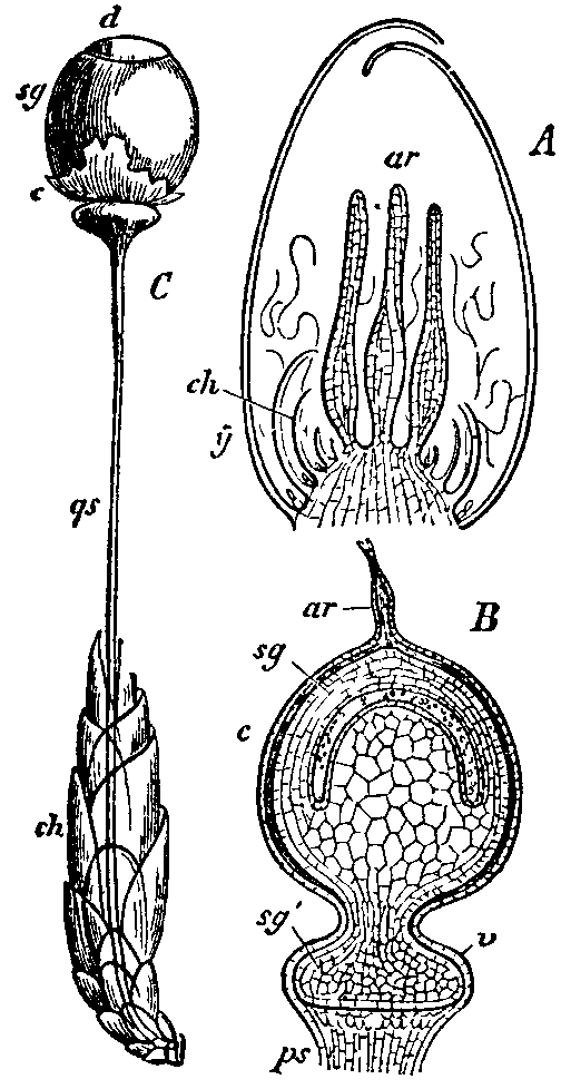 sphagnum moss diagram