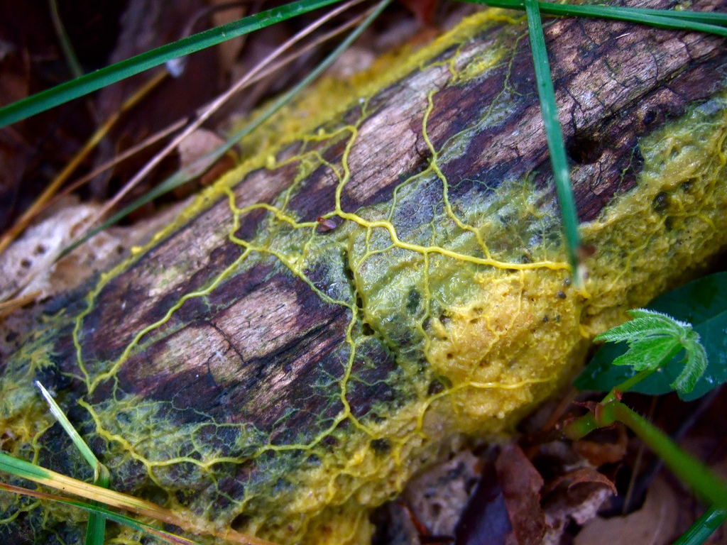 plasmodial slime molds under microscope