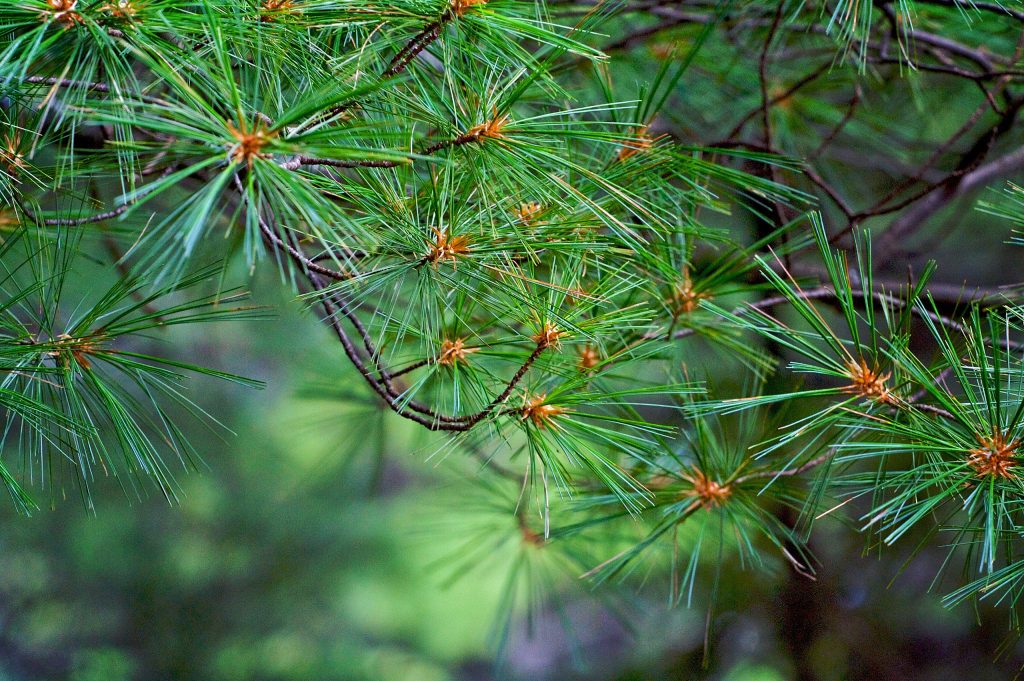 Long Needle Pine Stems - Bundle of 5 Stems