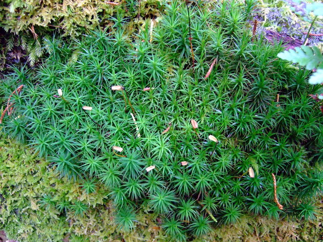 Common haircap moss (Polytrichum commune) This moss is easy to recognise: its stems are rigid and erect, with the long, pointed leaves arranged spirally around the stem, and at right angles to it, giving a star-like appearance when viewed from above.