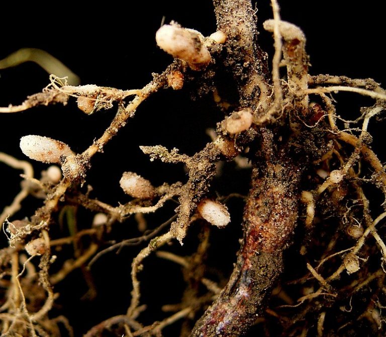 rhizobium-nitrogen-fixing-bacteria-inanimate-life