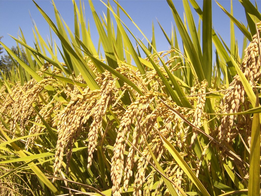 A row of rice plants