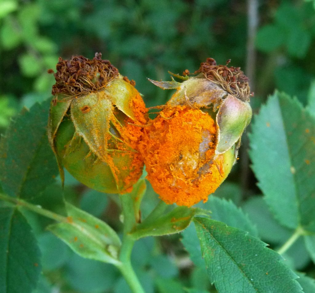 Rusts Fungi