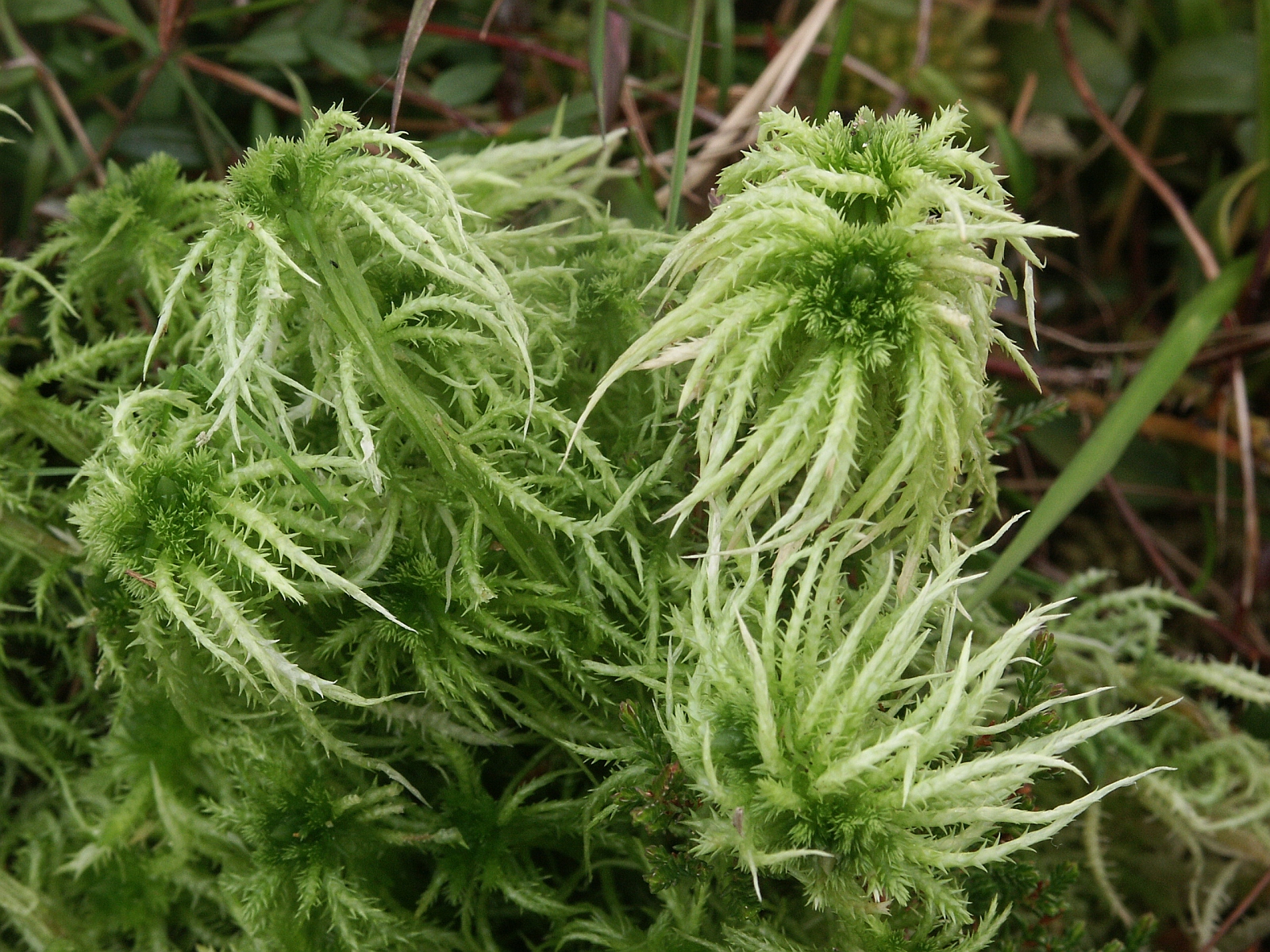 Sphagnum-peat moss – Inanimate Life