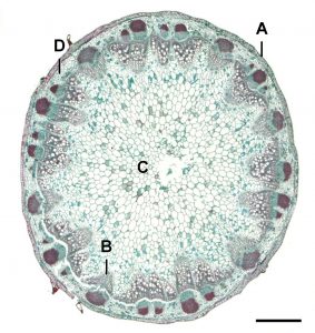 Photomicrograph of a Helianthus stem, which labels the epidermis on the outside, vascular bundle, the pith in the center, and the cortex, the stem is mainly green with purple vascular bundles