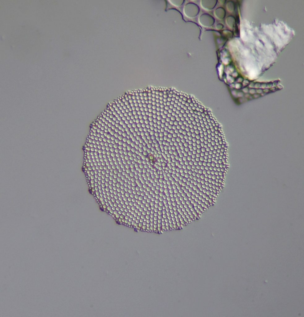 diatom algae