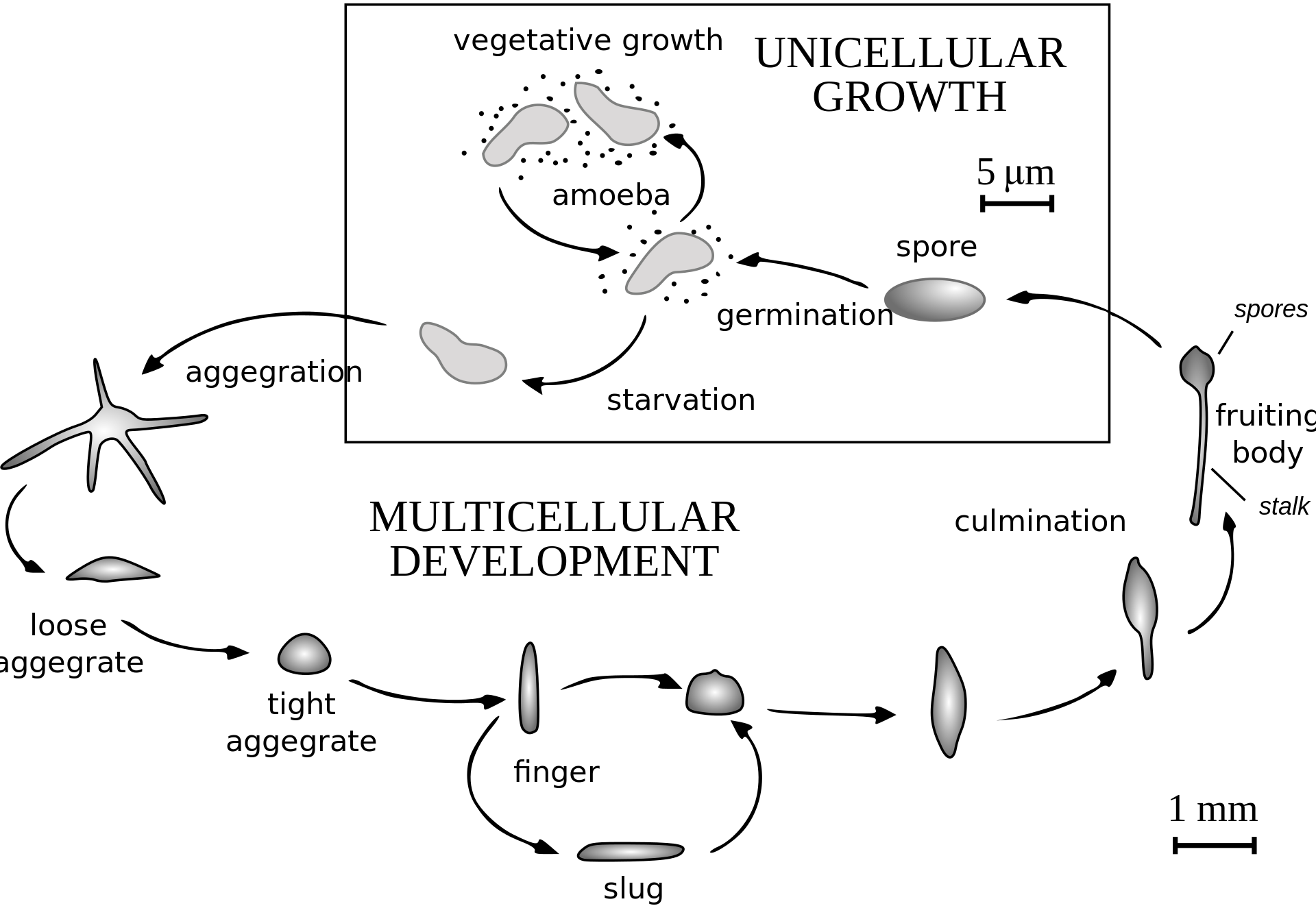 Dictyostelium: a cellular slime mold – Inanimate Life