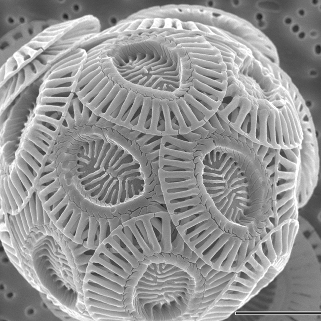 single-celled marine phytoplankton that produce calcium carbonate scales (coccoliths). A scanning electron micrograph of a single coccolithophore cell