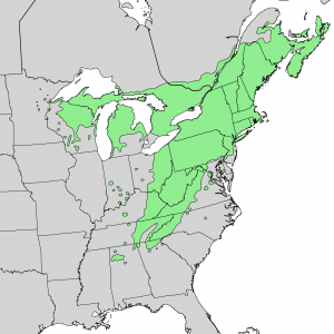 Natural distribution map for Tsuga canadensis (eastern hemlock), covering the United States northeast, southern parts of Ontario, Canada, and a corridor of the mid-atlantic states.